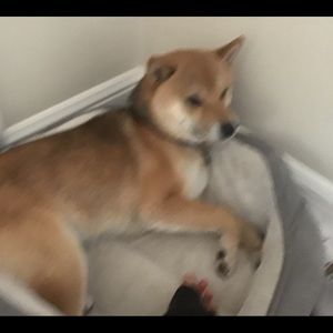 Meet your Posher, Fantasy